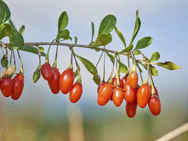 Conhea o Goji Berry, um fruto considerado super-alimento.